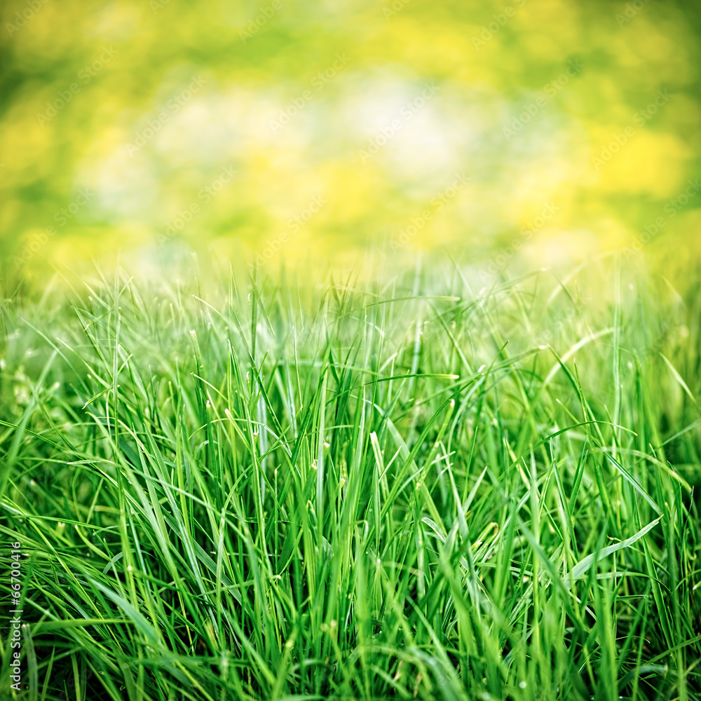 Obraz premium Natural green grass background