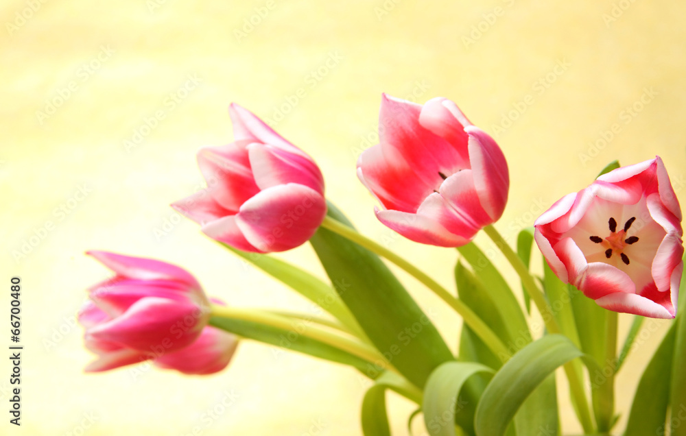 Fototapeta premium Tulpenstrauß