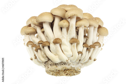 Brown Beech Mushrooms