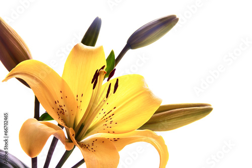 Fototapeta Naklejka Na Ścianę i Meble -  Yellow lily