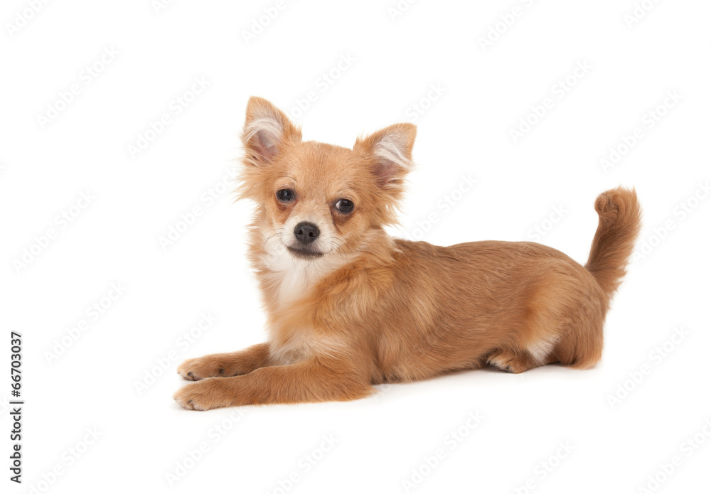 Long haired chihuahua puppy dog
