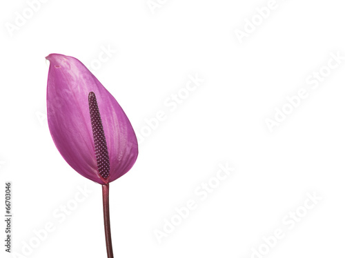 Fototapeta Naklejka Na Ścianę i Meble -  Purple anthurium
