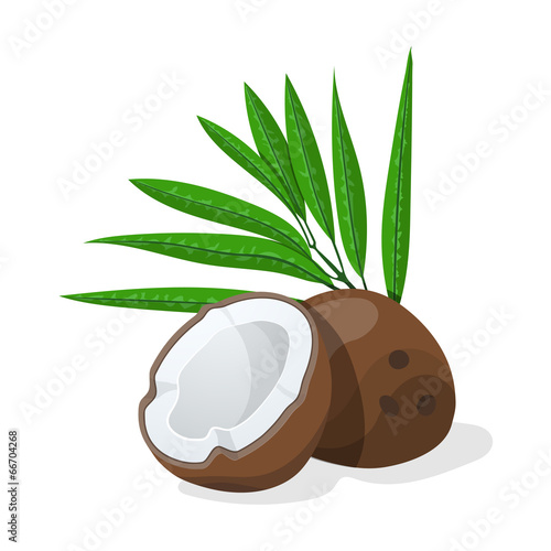 Coconuts with leaves. Vector illustration.