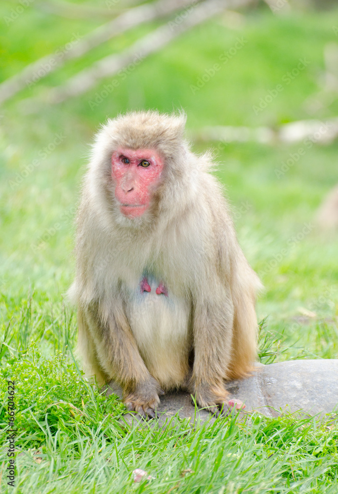 older female japanese macaque monkey