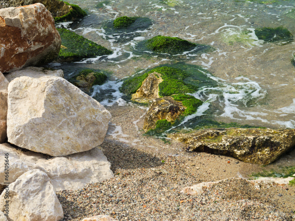 Küste, Strand, Algen Küste, Strand, Algen