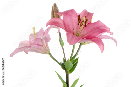 Fototapeta Naklejka Na Ścianę i Meble -  Pink lilies