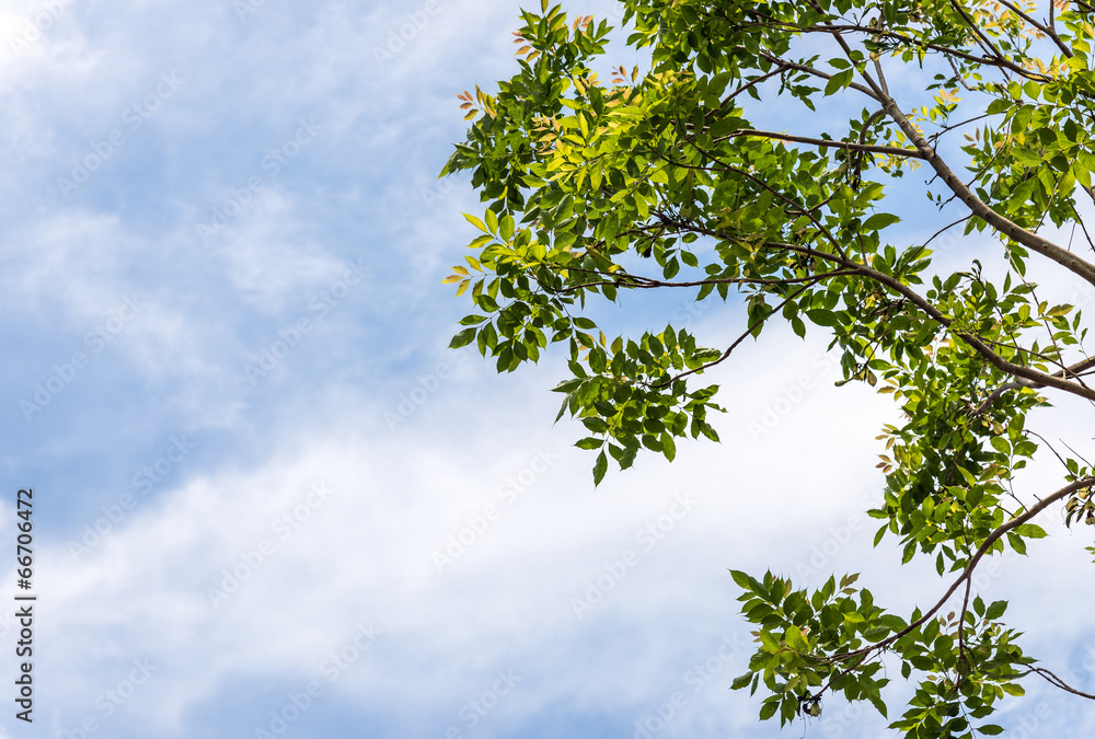 Fresh leaves Fresh leaves