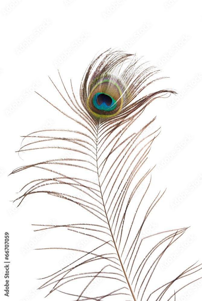 Fototapeta premium Peacock feather