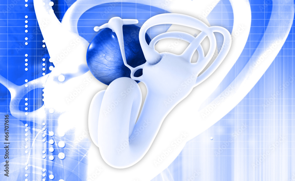 Ear anatomy Stock Illustration | Adobe Stock