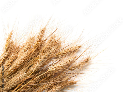 Spikelets of wheat isolated on white background