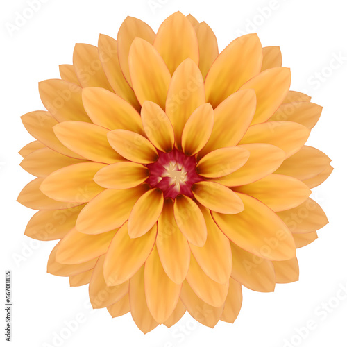 Pink realistic chrysanthemum flower isolated on white background