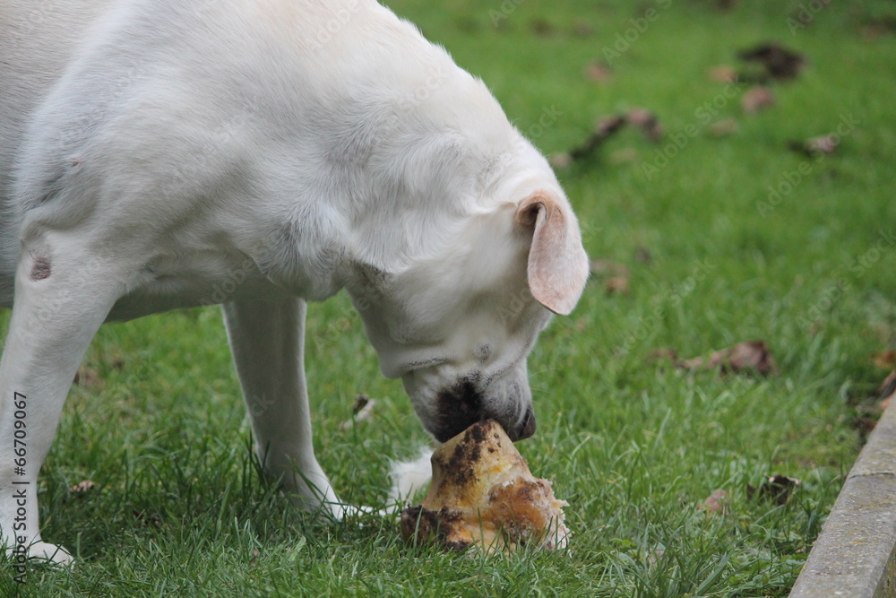 Obraz premium labrador