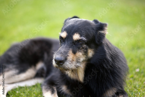 Dog on the Grass