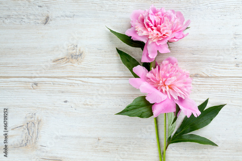 peony flowers on wooden surface