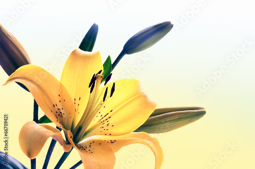 Fototapeta Naklejka Na Ścianę i Meble -  Yellow lily