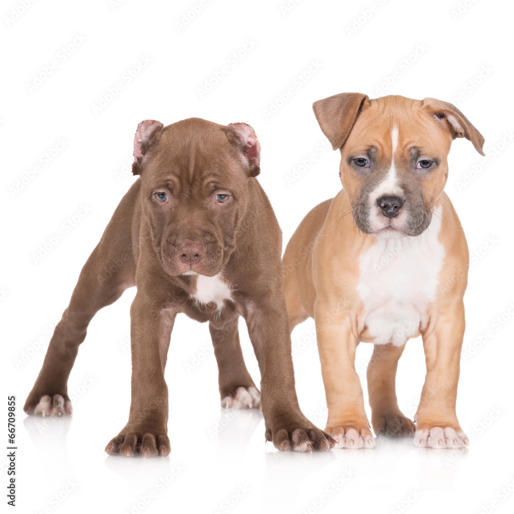 Obraz premium american pit bull and staffordshire terrier puppies