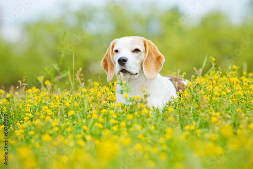 adorable beagle dog in summer flowers