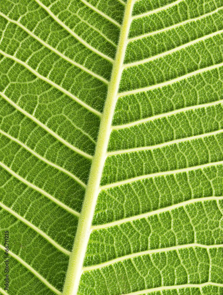 Green leaf Green leaf