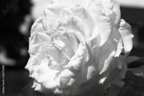 White rose in close up