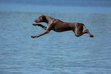 собака в прыжке