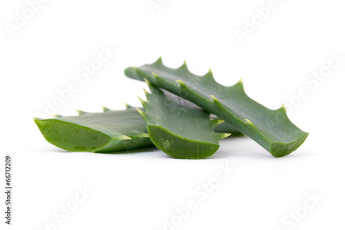 aloe vera fresh leaf