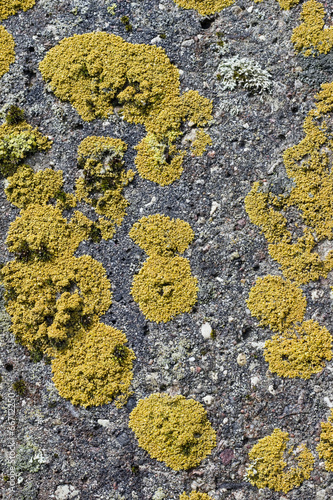 Colonies of a yellow lichen