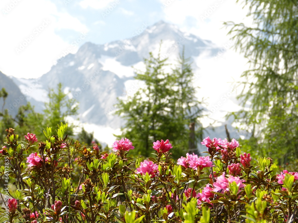 Obraz premium Alpenrosen mit Berg im Hintergrund