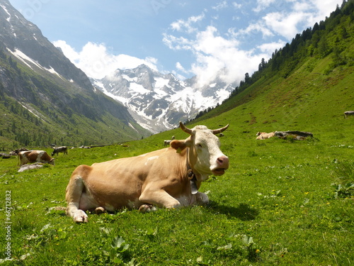 Kuh auf einer Almwiese © by paul