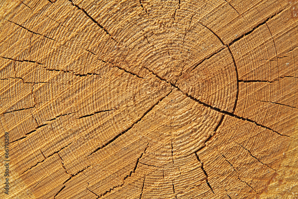 Fototapeta premium coupe d'un tronc de sapin
