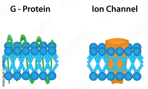 G Protein and Ion Channel