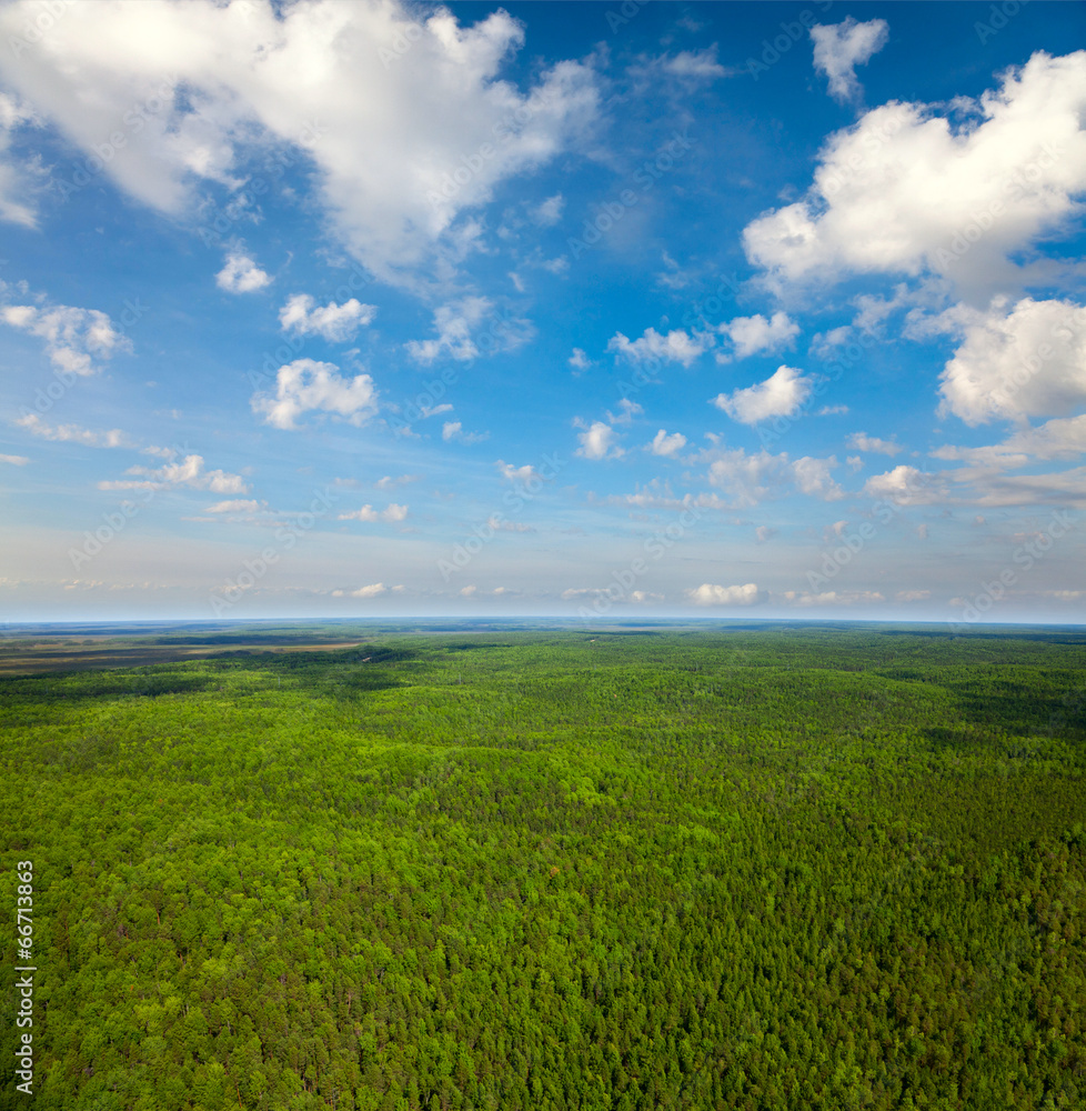 Summer calm day on the forest plain, top view