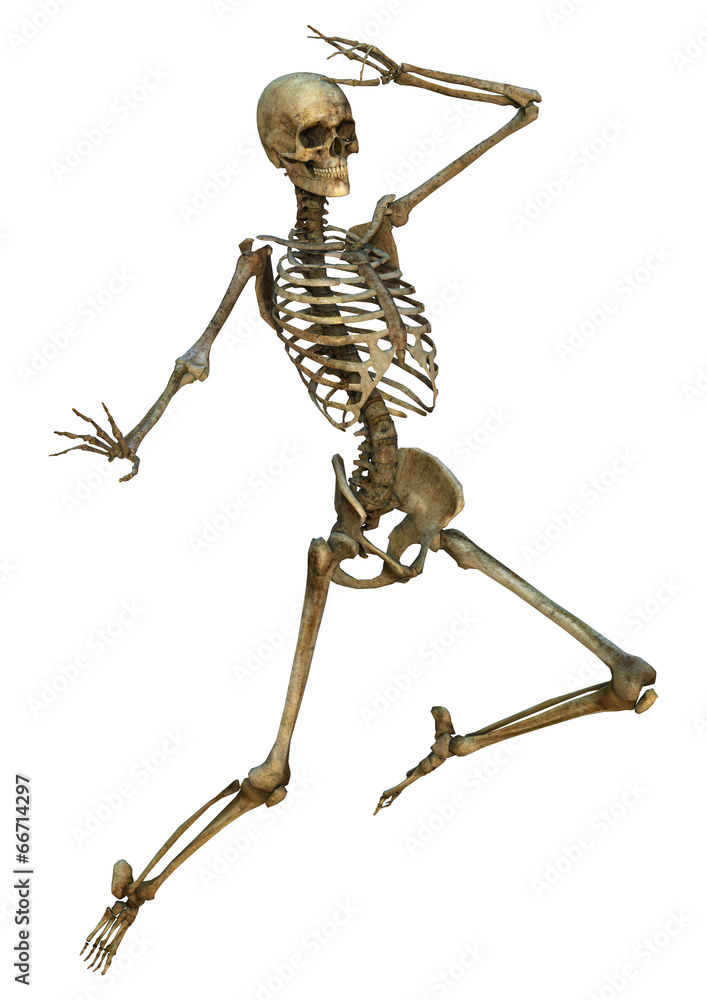 Human Skeleton Human Skeleton