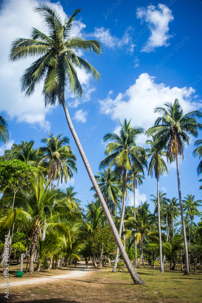 Obraz premium Path with palms in jungle forest. Thailand Koh Phangan