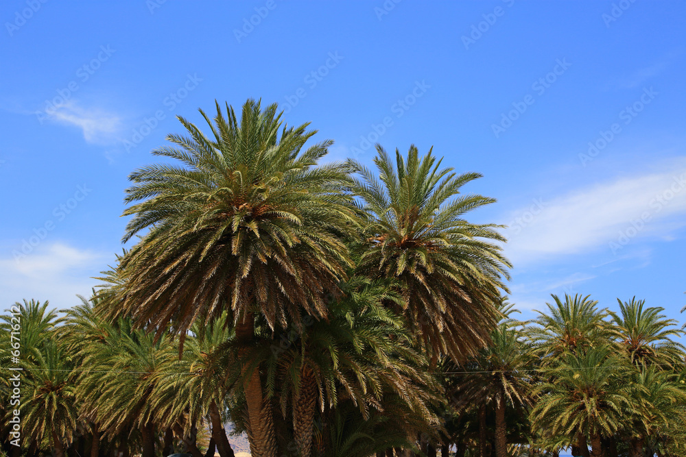 Fototapeta premium Blue sky and palm trees tops