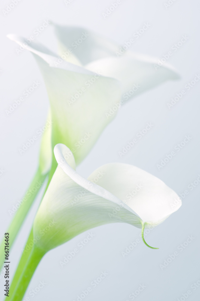 Obraz premium Calla lilies