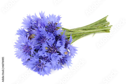 Bouquet of Blue Cornflowers Isolated on White Background