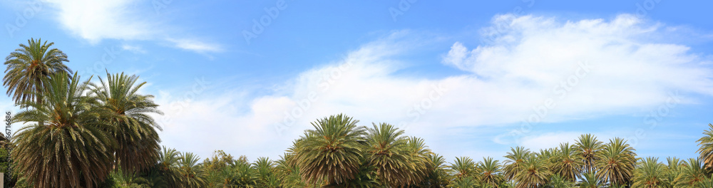 Blue sky, soft clouds and palm trees tops