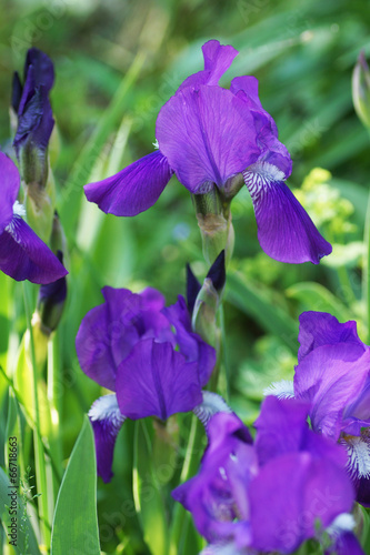 Purple iris flower in the garden.