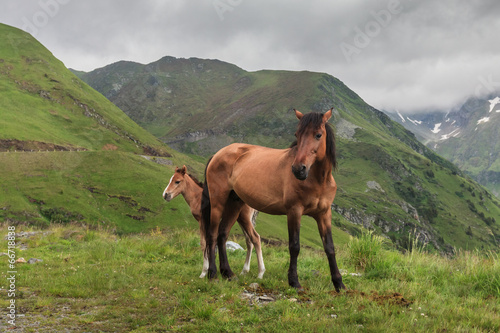 Fototapeta natura pejzaż koń zwierzę