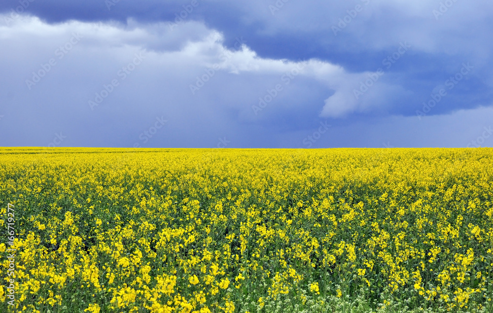 Blooming canola fields in yellow