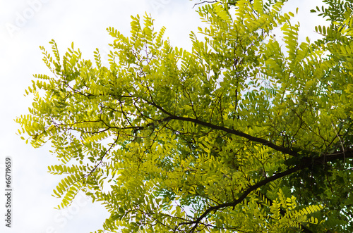 Bilde på lerret Green leaves of locus tree