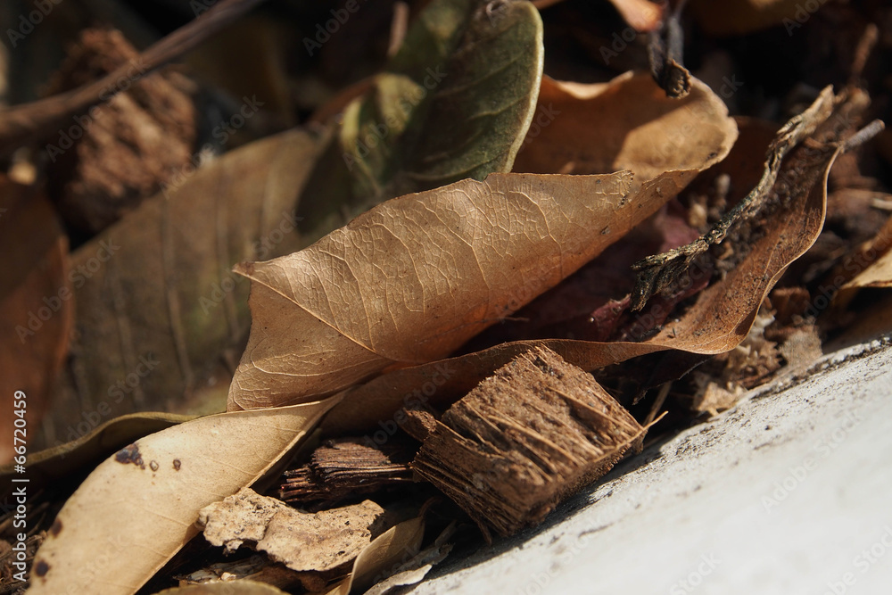Leaves Leaves