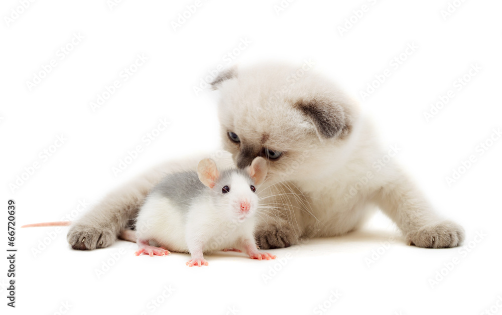 Fototapeta premium kitten and baby rat