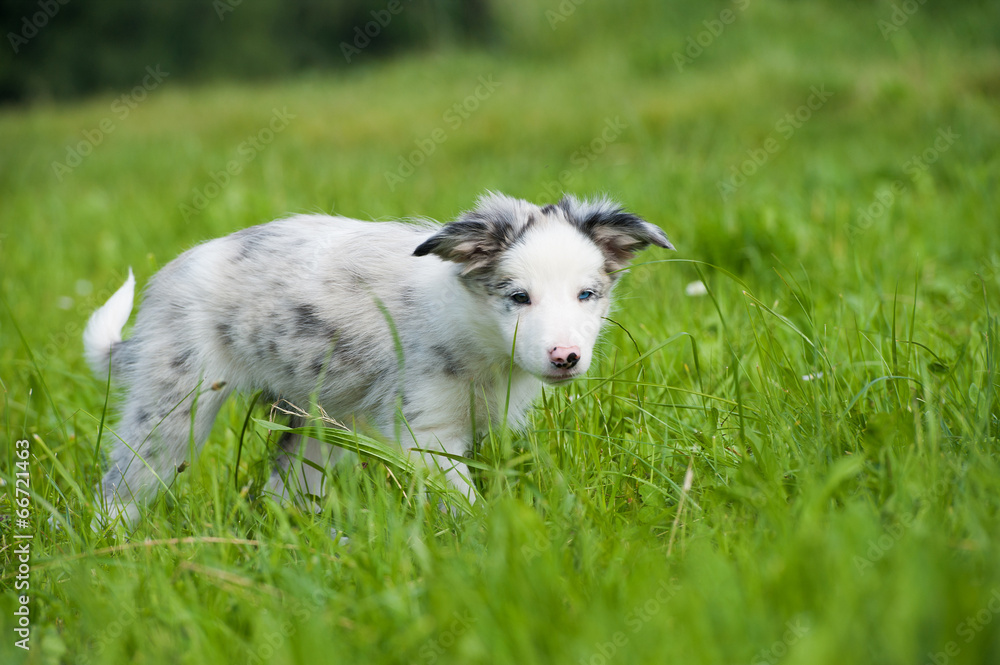 Border Collie Welpe Border Collie Welpe