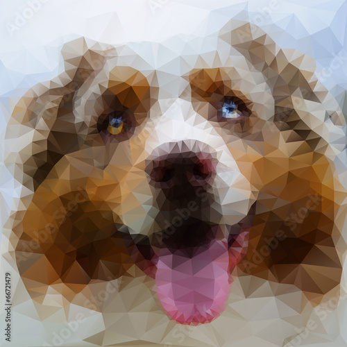Australian Shepherd face illustration