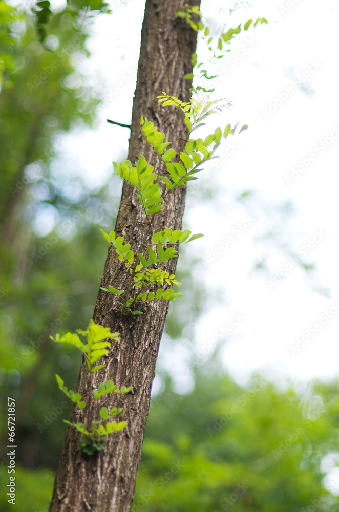 Trunk of locust tree on a blurred background Trunk of locust tree on a blurred background