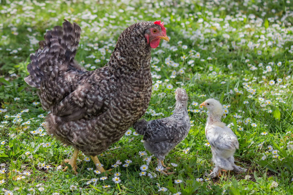 Closeup of a mother chicken and two chicken