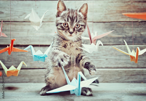 Plakat Mały kotek bawi się kolorowymi papierowymi żurawiami