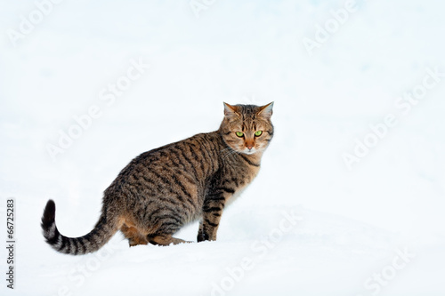 Cat walking in the snow