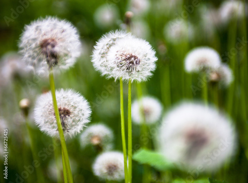 Dandelion flowers with globular heads of seeds